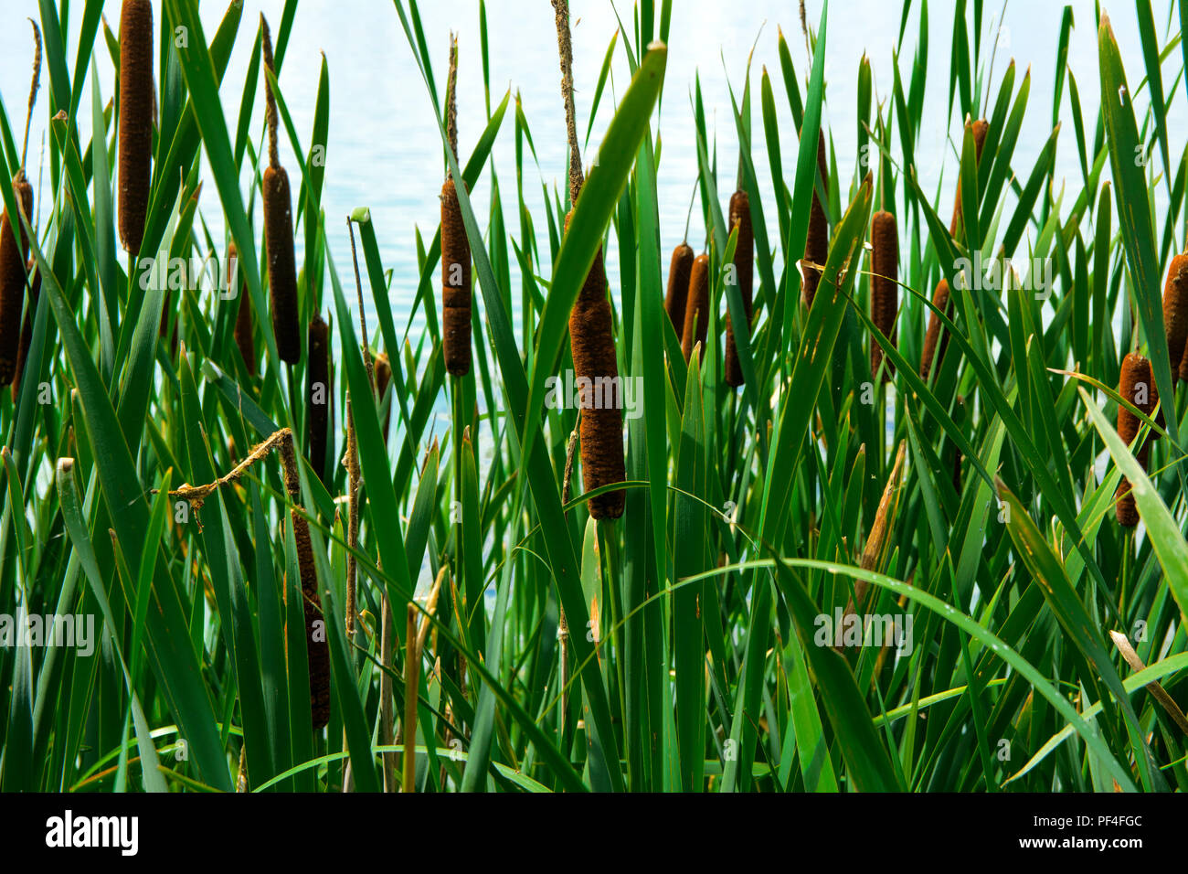 Reed mats hires stock photography and images Alamy