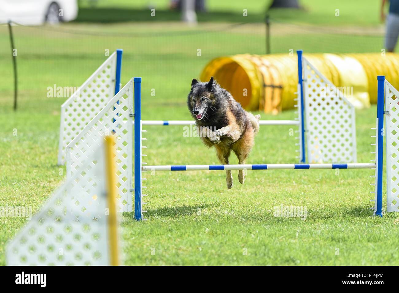 California, USA. 18 August 2018.  Keeshond Club of Southern California dog agility trails dog show at Mile Square Park in Fountain Valley, CA on August 18, 2018. Credit: Benjamin Ginsberg Credit: Benjamin Ginsberg/Alamy Live News Credit: Benjamin Ginsberg/Alamy Live News Stock Photo