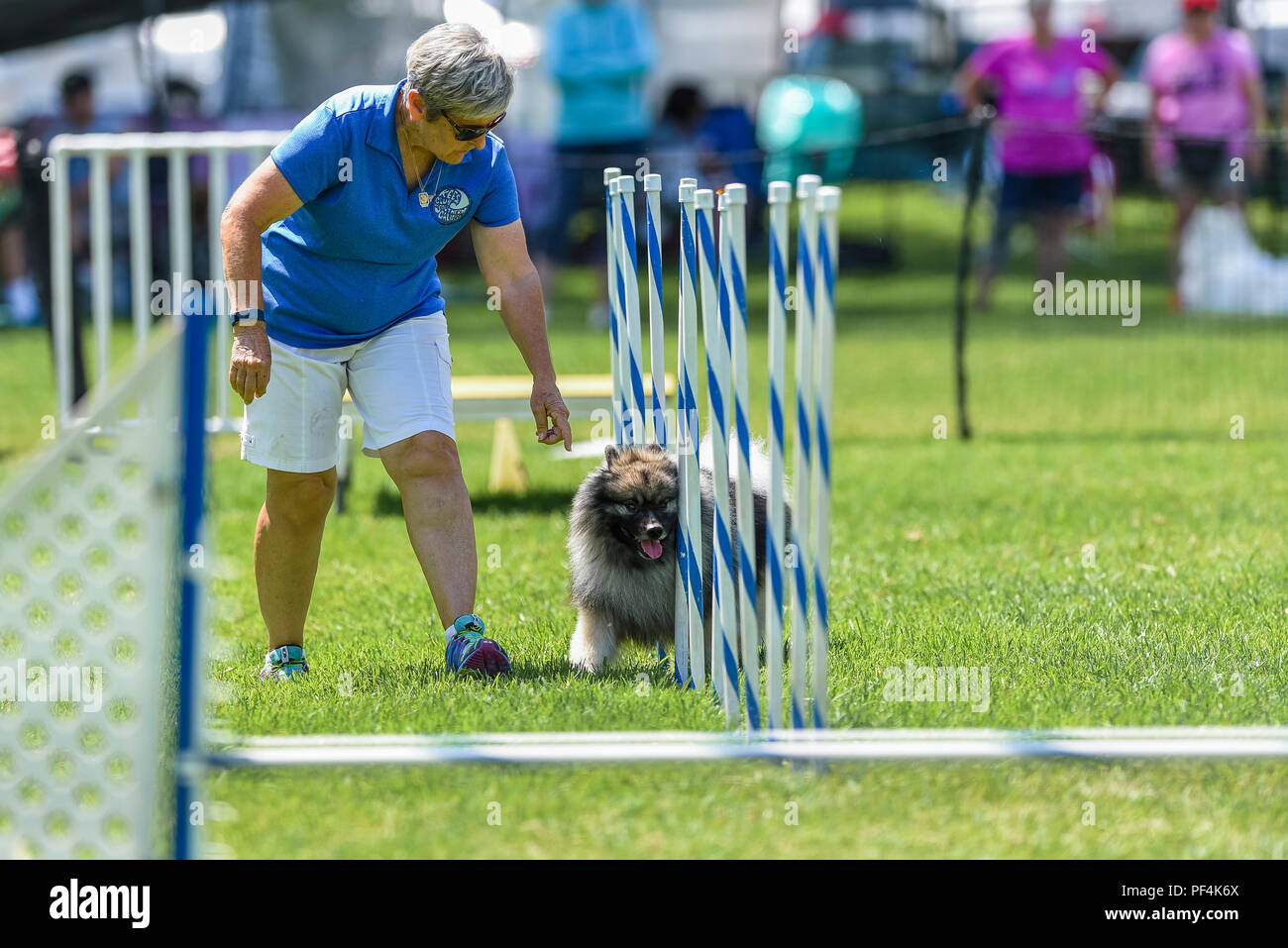 California, USA. 18 August 2018.  Keeshond Club of Southern California dog agility trails dog show at Mile Square Park in Fountain Valley, CA on August 18, 2018. Credit: Benjamin Ginsberg Credit: Benjamin Ginsberg/Alamy Live News Credit: Benjamin Ginsberg/Alamy Live News Stock Photo