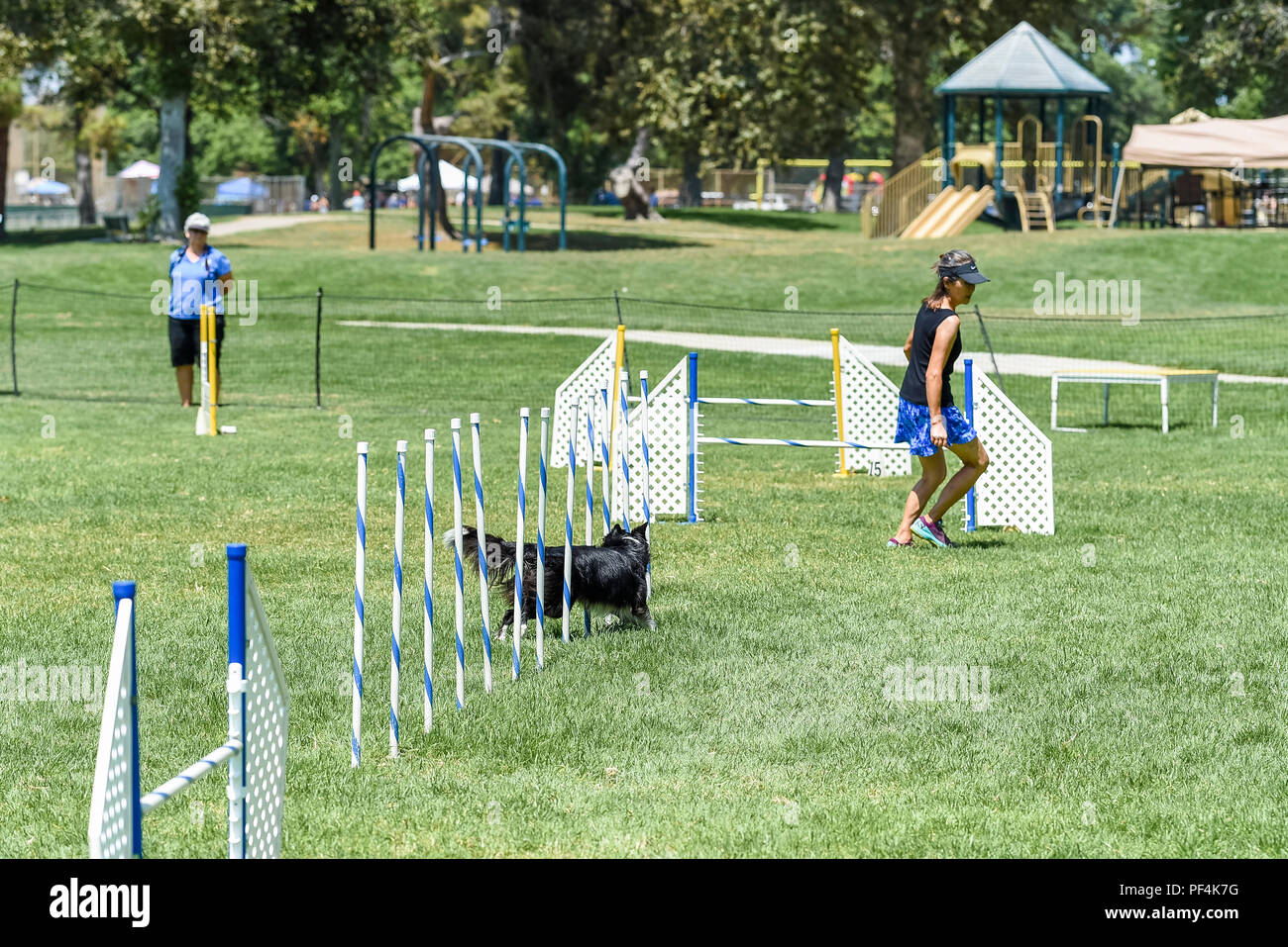 California, USA. 18 August 2018.  Keeshond Club of Southern California dog agility trails dog show at Mile Square Park in Fountain Valley, CA on August 18, 2018. Credit: Benjamin Ginsberg Credit: Benjamin Ginsberg/Alamy Live News Credit: Benjamin Ginsberg/Alamy Live News Stock Photo