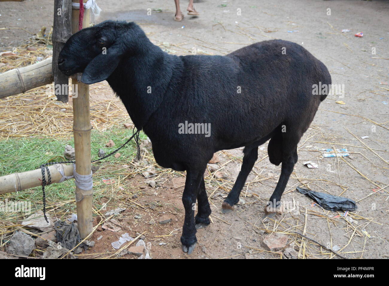 Orgazm va konvulsiyalar toplami