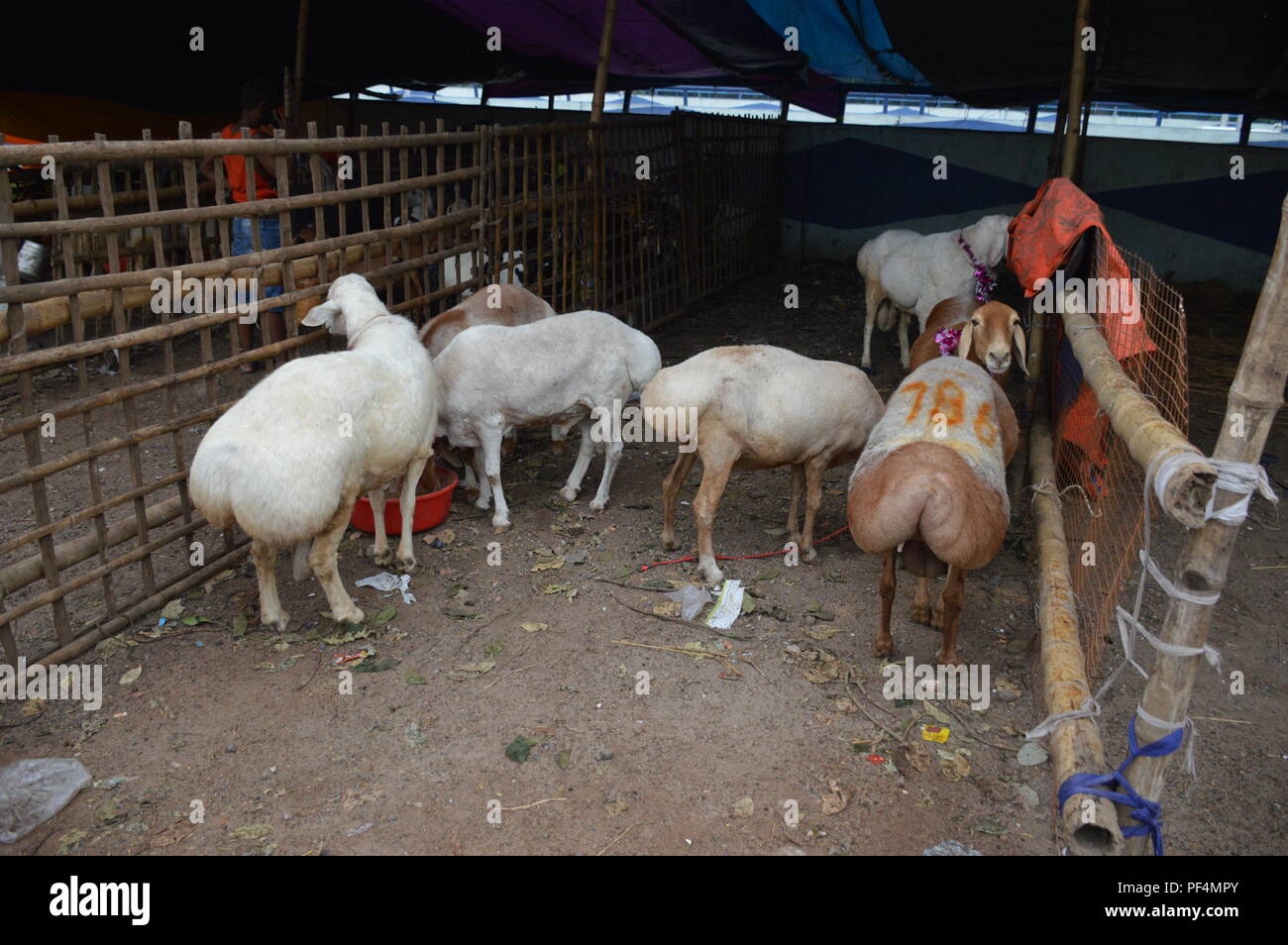 Ukrainada katta olchamdagi ayollar bilan jinsiy aloqa Sulton va qul jinsiy aloqa