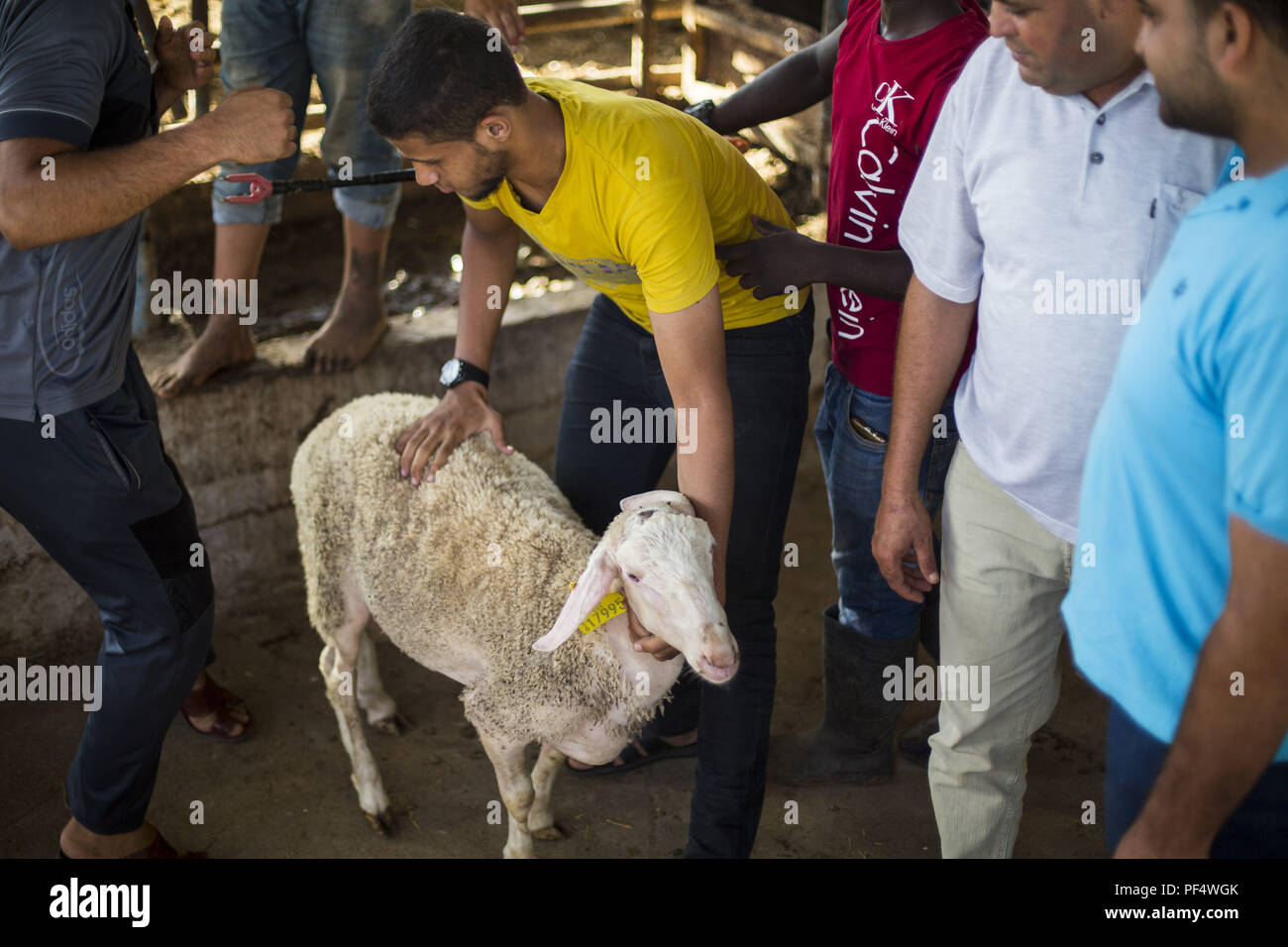 Gaza City, The Gaza Strip, Gaza. 18th Aug, 2018. Farmers seen displaying a goat to his customers.Palestinians gather in a cattle shop to purchase cattles to be sacrificed. before Eid al-Adha in the east of Jabalya refugee camp. Eid al-Adha (Festival of Sacrifice) is celebrated throughout the Islamic world as the commemoration of Abraham's will to sacrifice his son for God, cows, camels, goats and sheep are traditionally slaughtered on the Holy Day. Credit: Mahmoud Issa/SOPA Images/ZUMA Wire/Alamy Live News Stock Photo