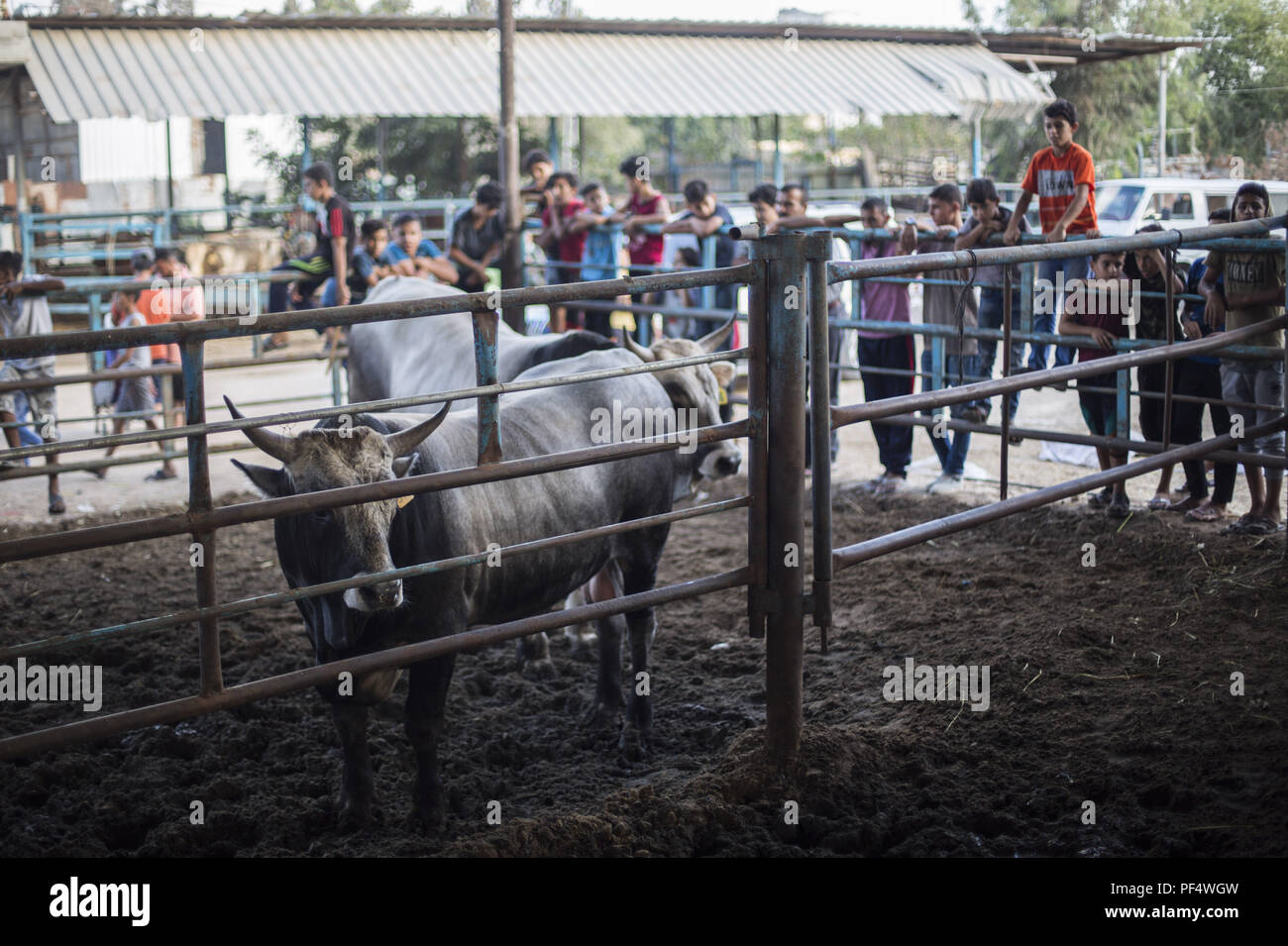 Gaza City, The Gaza Strip, Gaza. 18th Aug, 2018. Children seen watching the bulls at the cattle shop.Palestinians gather in a cattle shop to purchase cattles to be sacrificed. before Eid al-Adha in the east of Jabalya refugee camp. Eid al-Adha (Festival of Sacrifice) is celebrated throughout the Islamic world as the commemoration of Abraham's will to sacrifice his son for God, cows, camels, goats and sheep are traditionally slaughtered on the Holy Day. Credit: Mahmoud Issa/SOPA Images/ZUMA Wire/Alamy Live News Stock Photo
