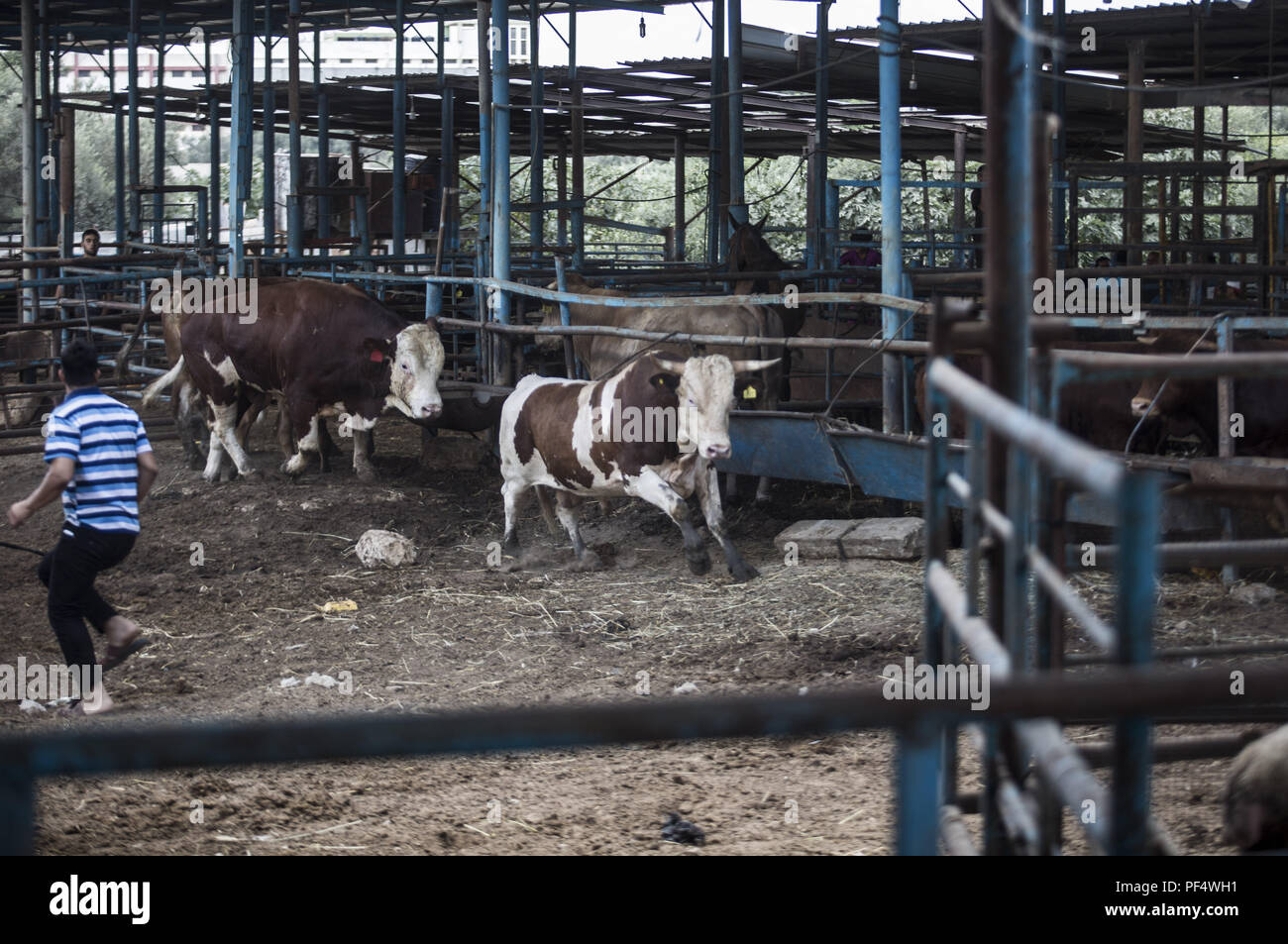 Gaza City, The Gaza Strip, Gaza. 18th Aug, 2018. Bulls seen running at the cattle shop.Palestinians gather in a cattle shop to purchase cattles to be sacrificed. before Eid al-Adha in the east of Jabalya refugee camp. Eid al-Adha (Festival of Sacrifice) is celebrated throughout the Islamic world as the commemoration of Abraham's will to sacrifice his son for God, cows, camels, goats and sheep are traditionally slaughtered on the Holy Day. Credit: Mahmoud Issa/SOPA Images/ZUMA Wire/Alamy Live News Stock Photo