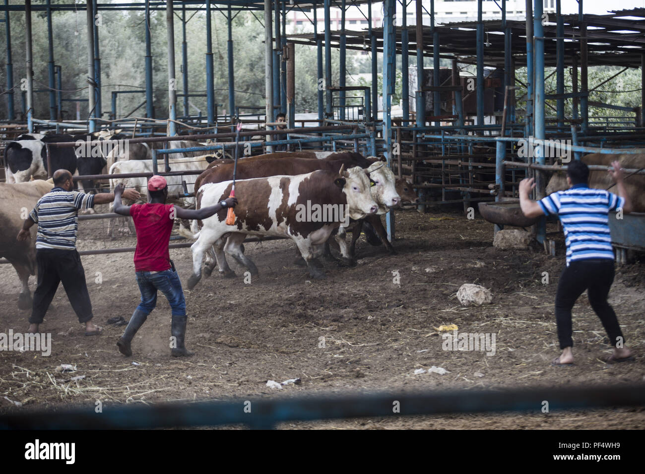 Gaza City, The Gaza Strip, Gaza. 18th Aug, 2018. Farmers seen with the bulls at the cattle shop.Palestinians gather in a cattle shop to purchase cattles to be sacrificed. before Eid al-Adha in the east of Jabalya refugee camp. Eid al-Adha (Festival of Sacrifice) is celebrated throughout the Islamic world as the commemoration of Abraham's will to sacrifice his son for God, cows, camels, goats and sheep are traditionally slaughtered on the Holy Day. Credit: Mahmoud Issa/SOPA Images/ZUMA Wire/Alamy Live News Stock Photo