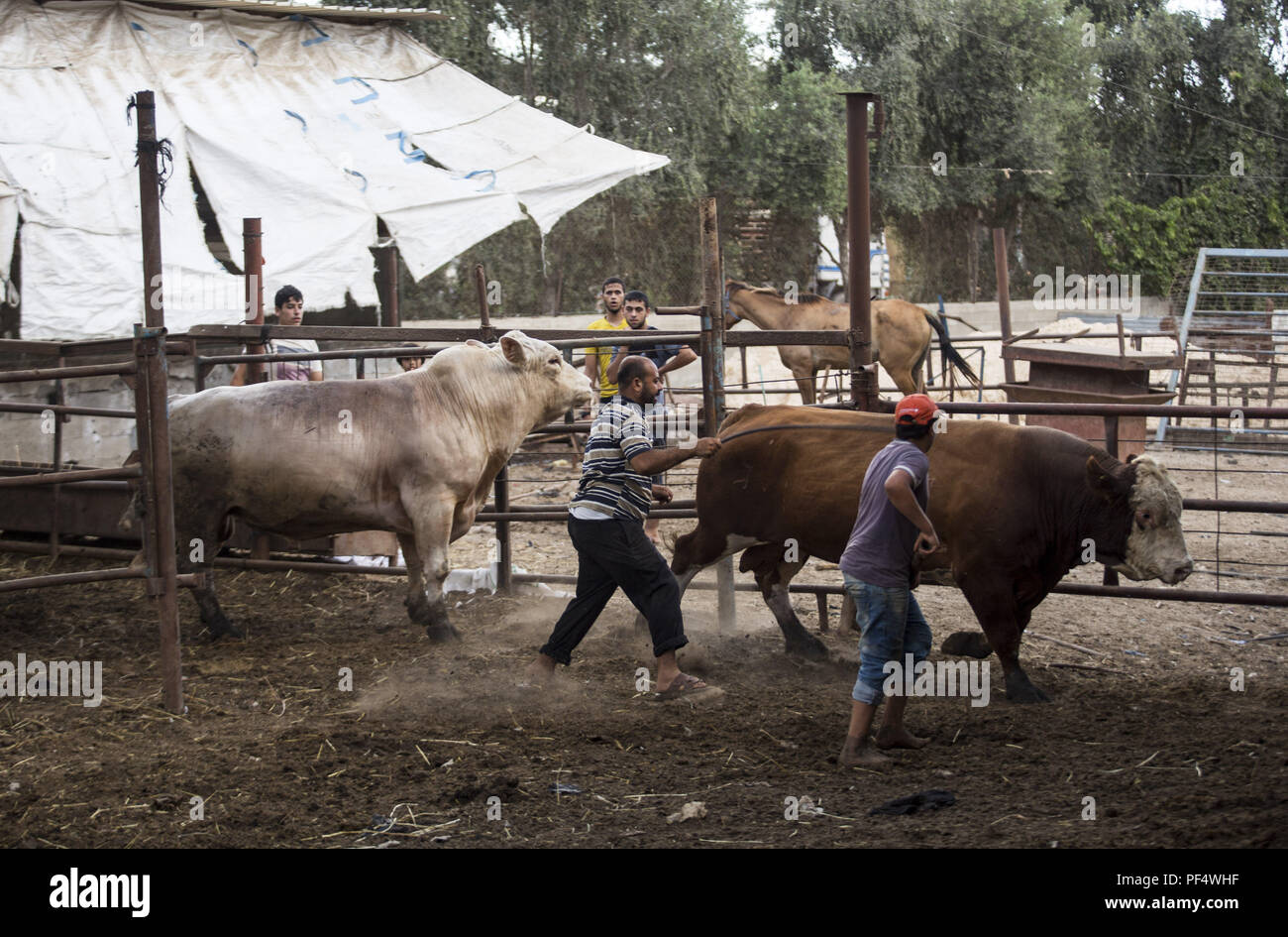 Gaza City, The Gaza Strip, Gaza. 18th Aug, 2018. Farmers seen getting the cows out to be displayed to the customers.Palestinians gather in a cattle shop to purchase cattles to be sacrificed. before Eid al-Adha in the east of Jabalya refugee camp. Eid al-Adha (Festival of Sacrifice) is celebrated throughout the Islamic world as the commemoration of Abraham's will to sacrifice his son for God, cows, camels, goats and sheep are traditionally slaughtered on the Holy Day. Credit: Mahmoud Issa/SOPA Images/ZUMA Wire/Alamy Live News Stock Photo