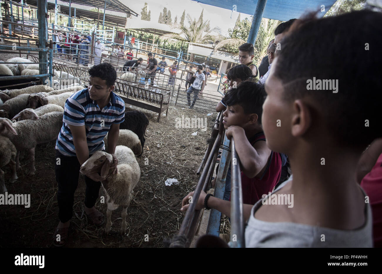Gaza City, The Gaza Strip, Gaza. 18th Aug, 2018. Children seen watching a goat with the farmer.Palestinians gather in a cattle shop to purchase cattles to be sacrificed. before Eid al-Adha in the east of Jabalya refugee camp. Eid al-Adha (Festival of Sacrifice) is celebrated throughout the Islamic world as the commemoration of Abraham's will to sacrifice his son for God, cows, camels, goats and sheep are traditionally slaughtered on the Holy Day. Credit: Mahmoud Issa/SOPA Images/ZUMA Wire/Alamy Live News Stock Photo