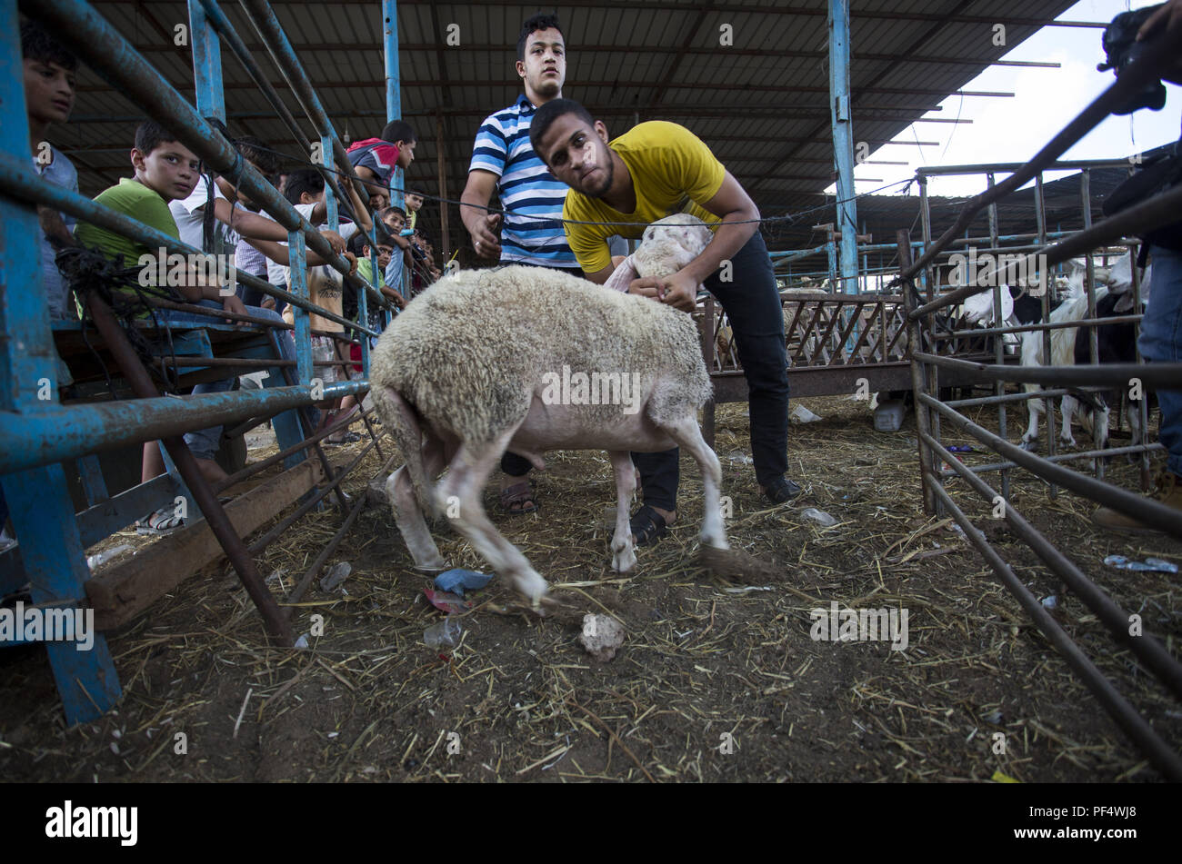 Gaza City, The Gaza Strip, Gaza. 18th Aug, 2018. A farmer seen with a sheep.Palestinians gather in a cattle shop to purchase cattles to be sacrificed. before Eid al-Adha in the east of Jabalya refugee camp. Eid al-Adha (Festival of Sacrifice) is celebrated throughout the Islamic world as the commemoration of Abraham's will to sacrifice his son for God, cows, camels, goats and sheep are traditionally slaughtered on the Holy Day. Credit: Mahmoud Issa/SOPA Images/ZUMA Wire/Alamy Live News Stock Photo