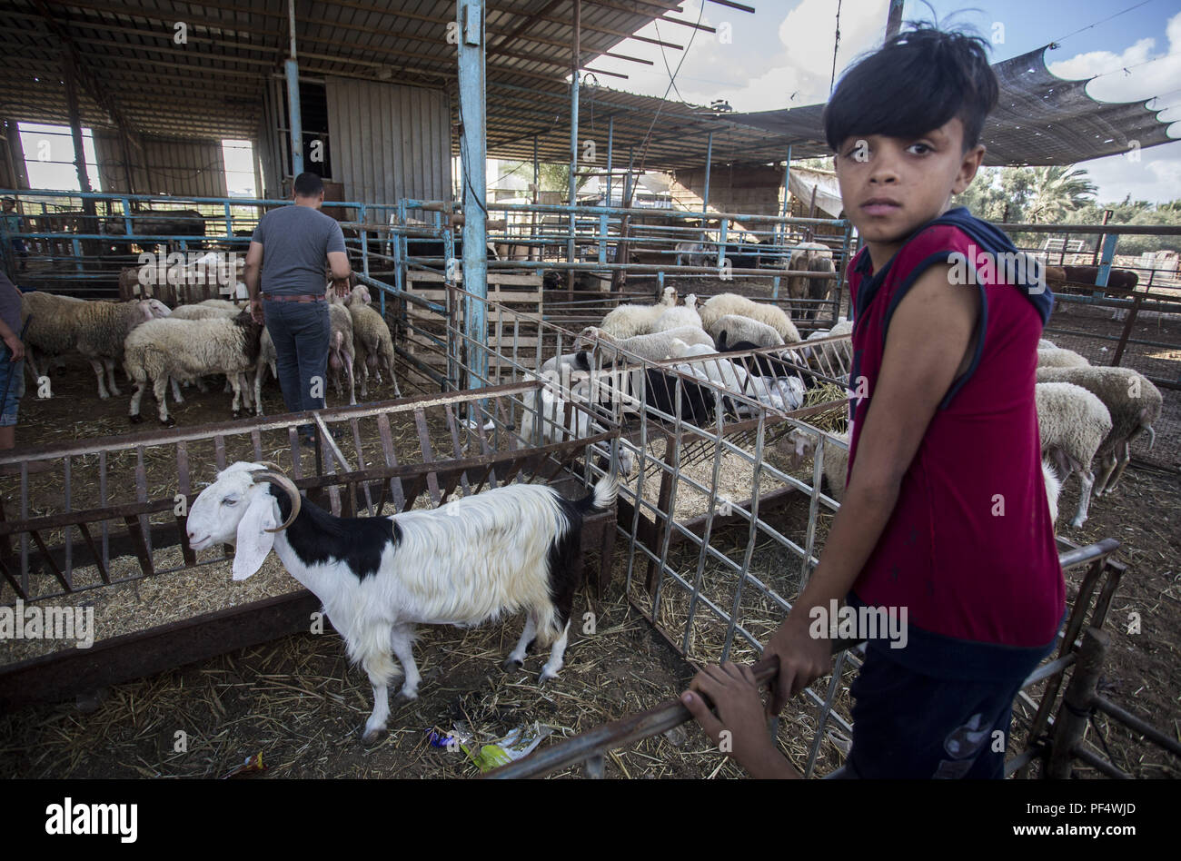 Gaza City, The Gaza Strip, Gaza. 18th Aug, 2018. A child seen trying to choose a goat to be sacrificed during eid.Palestinians gather in a cattle shop to purchase cattles to be sacrificed. before Eid al-Adha in the east of Jabalya refugee camp. Eid al-Adha (Festival of Sacrifice) is celebrated throughout the Islamic world as the commemoration of Abraham's will to sacrifice his son for God, cows, camels, goats and sheep are traditionally slaughtered on the Holy Day. Credit: Mahmoud Issa/SOPA Images/ZUMA Wire/Alamy Live News Stock Photo