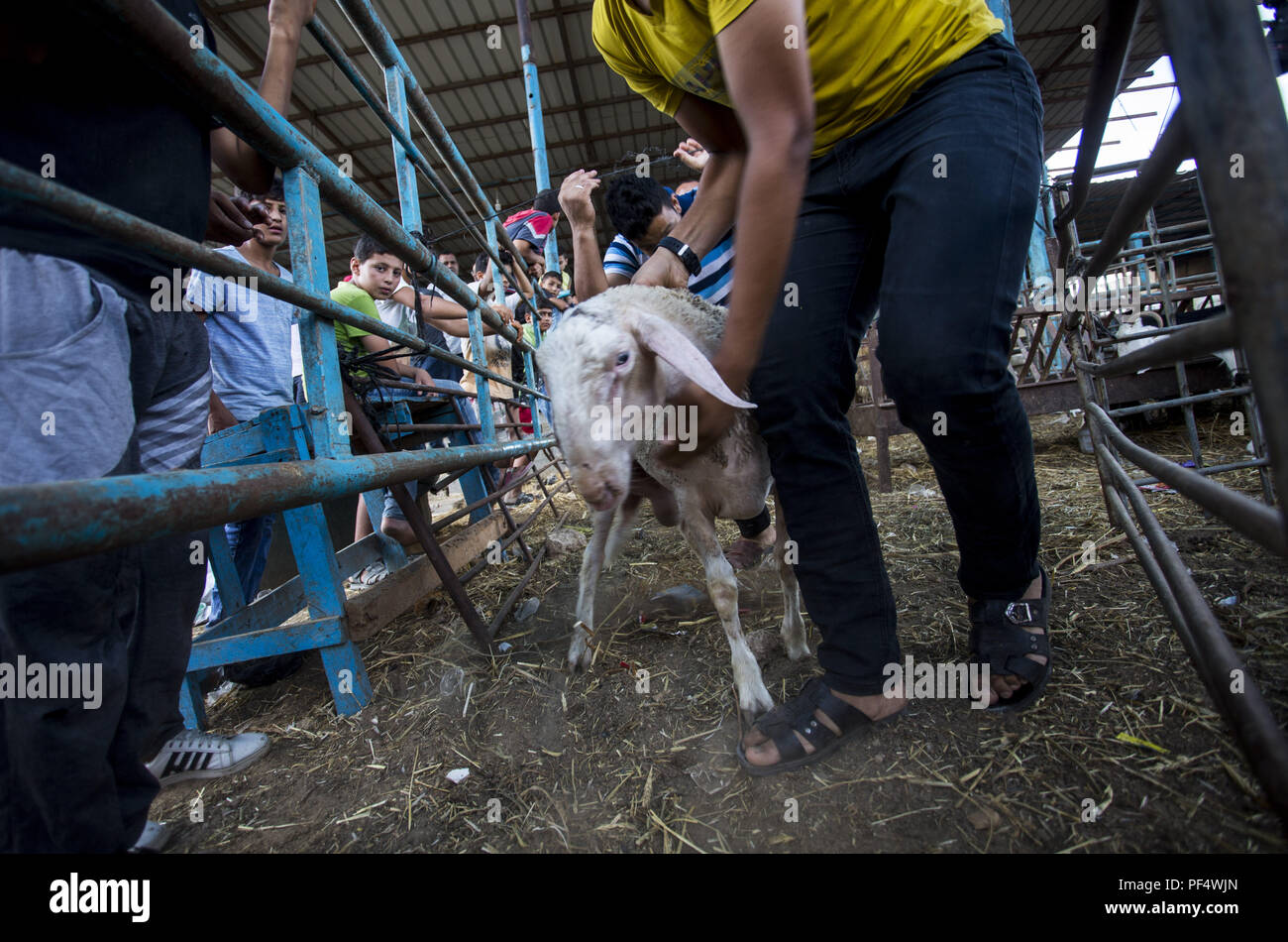 Gaza City, The Gaza Strip, Gaza. 18th Aug, 2018. A farmer seen trying to get a sheep under control and deliver it to his customer.Palestinians gather in a cattle shop to purchase cattles to be sacrificed. before Eid al-Adha in the east of Jabalya refugee camp. Eid al-Adha (Festival of Sacrifice) is celebrated throughout the Islamic world as the commemoration of Abraham's will to sacrifice his son for God, cows, camels, goats and sheep are traditionally slaughtered on the Holy Day. Credit: Mahmoud Issa/SOPA Images/ZUMA Wire/Alamy Live News Stock Photo