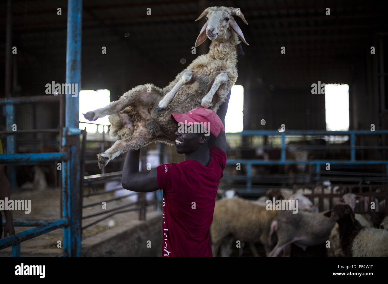 Gaza City, The Gaza Strip, Gaza. 18th Aug, 2018. A farmer seen with a goat at the cattle shop.Palestinians gather in a cattle shop to purchase cattles to be sacrificed. before Eid al-Adha in the east of Jabalya refugee camp. Eid al-Adha (Festival of Sacrifice) is celebrated throughout the Islamic world as the commemoration of Abraham's will to sacrifice his son for God, cows, camels, goats and sheep are traditionally slaughtered on the Holy Day. Credit: Mahmoud Issa/SOPA Images/ZUMA Wire/Alamy Live News Stock Photo