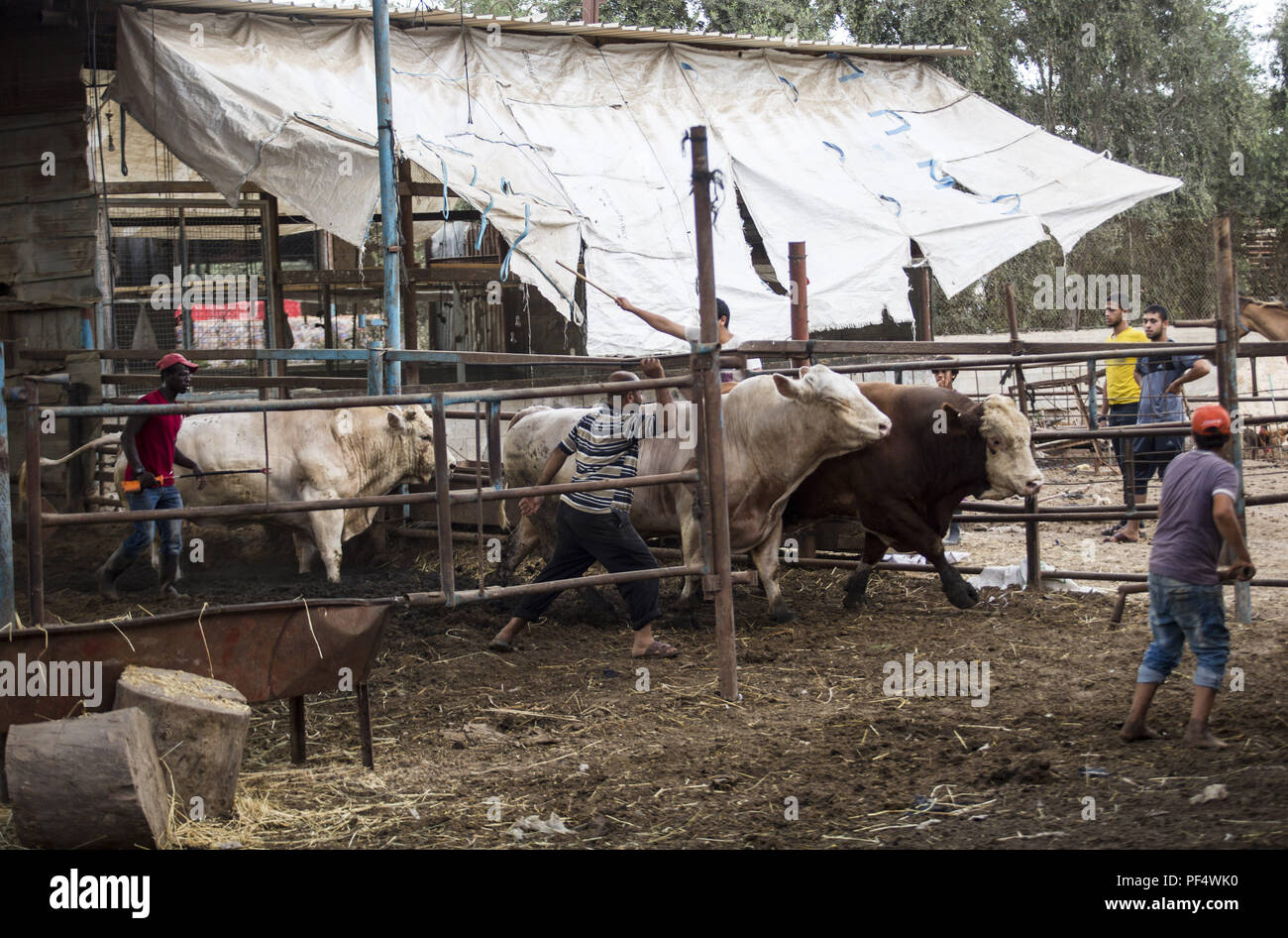Gaza City, The Gaza Strip, Gaza. 18th Aug, 2018. Farmers seen getting the cows out to be displayed to the customers.Palestinians gather in a cattle shop to purchase cattles to be sacrificed. before Eid al-Adha in the east of Jabalya refugee camp. Eid al-Adha (Festival of Sacrifice) is celebrated throughout the Islamic world as the commemoration of Abraham's will to sacrifice his son for God, cows, camels, goats and sheep are traditionally slaughtered on the Holy Day. Credit: Mahmoud Issa/SOPA Images/ZUMA Wire/Alamy Live News Stock Photo