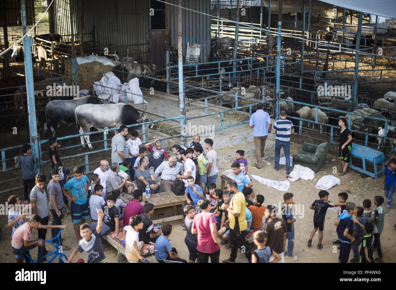 Gaza City, The Gaza Strip, Gaza. 18th Aug, 2018. People seen at the cattle shop for purchasing their cattles.Palestinians gather in a cattle shop to purchase cattles to be sacrificed. before Eid al-Adha in the east of Jabalya refugee camp. Eid al-Adha (Festival of Sacrifice) is celebrated throughout the Islamic world as the commemoration of Abraham's will to sacrifice his son for God, cows, camels, goats and sheep are traditionally slaughtered on the Holy Day. Credit: Mahmoud Issa/SOPA Images/ZUMA Wire/Alamy Live News Stock Photo