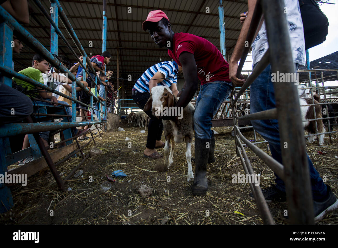 Gaza City, The Gaza Strip, Gaza. 18th Aug, 2018. A farmer seen with a goat at the cattle shop.Palestinians gather in a cattle shop to purchase cattles to be sacrificed. before Eid al-Adha in the east of Jabalya refugee camp. Eid al-Adha (Festival of Sacrifice) is celebrated throughout the Islamic world as the commemoration of Abraham's will to sacrifice his son for God, cows, camels, goats and sheep are traditionally slaughtered on the Holy Day. Credit: Mahmoud Issa/SOPA Images/ZUMA Wire/Alamy Live News Stock Photo