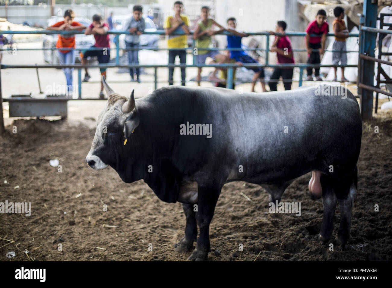 Gaza City, The Gaza Strip, Gaza. 18th Aug, 2018. A bull seen at the cattle shop.Palestinians gather in a cattle shop to purchase cattles to be sacrificed. before Eid al-Adha in the east of Jabalya refugee camp. Eid al-Adha (Festival of Sacrifice) is celebrated throughout the Islamic world as the commemoration of Abraham's will to sacrifice his son for God, cows, camels, goats and sheep are traditionally slaughtered on the Holy Day. Credit: Mahmoud Issa/SOPA Images/ZUMA Wire/Alamy Live News Stock Photo