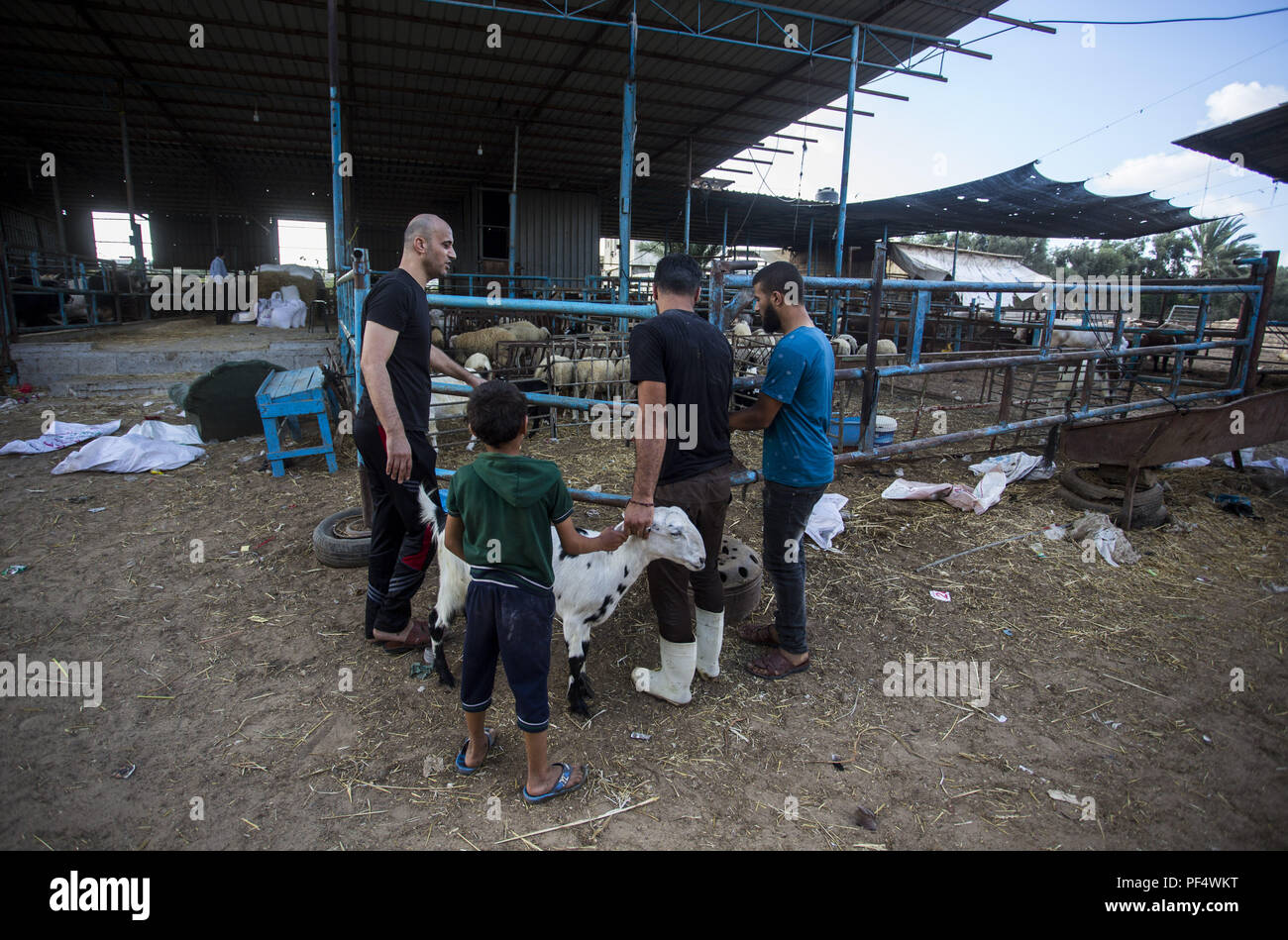 Gaza City, The Gaza Strip, Gaza. 18th Aug, 2018. A family seen choosing cattles at the cattle shop. Palestinians gather in a cattle shop to purchase cattles to be sacrificed. before Eid al-Adha in the east of Jabalya refugee camp. Eid al-Adha (Festival of Sacrifice) is celebrated throughout the Islamic world as the commemoration of Abraham's will to sacrifice his son for God, cows, camels, goats and sheep are traditionally slaughtered on the Holy Day. Credit: Mahmoud Issa/SOPA Images/ZUMA Wire/Alamy Live News Stock Photo