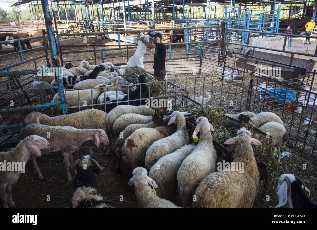 Gaza City, The Gaza Strip, Gaza. 18th Aug, 2018. A farmer seen feeding the cattles.Palestinians gather in a cattle shop to purchase cattles to be sacrificed. before Eid al-Adha in the east of Jabalya refugee camp. Eid al-Adha (Festival of Sacrifice) is celebrated throughout the Islamic world as the commemoration of Abraham's will to sacrifice his son for God, cows, camels, goats and sheep are traditionally slaughtered on the Holy Day. Credit: Mahmoud Issa/SOPA Images/ZUMA Wire/Alamy Live News Stock Photo