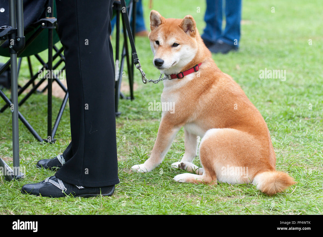 The Welsh Kennel Club