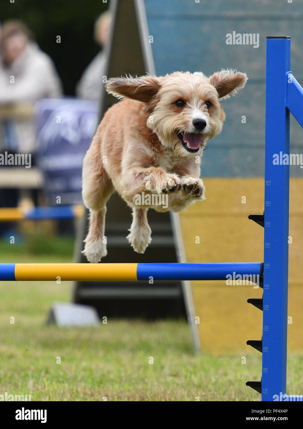 Dog best sale agility dorset