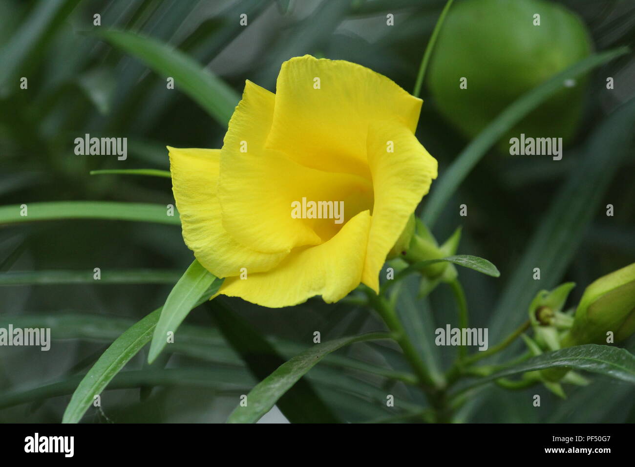 Beautiful yellow flower on nice day Stock Photo