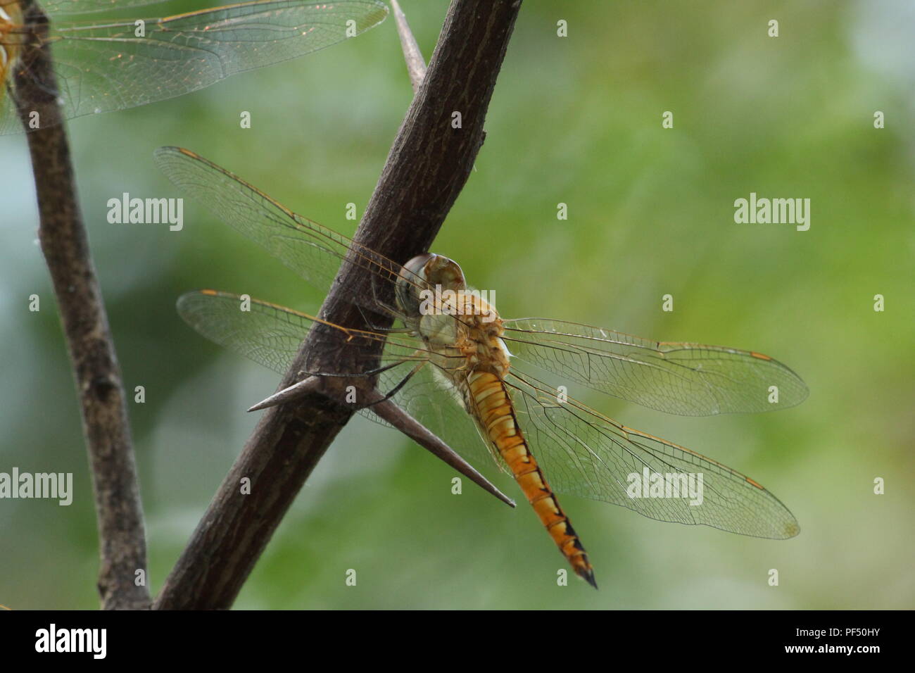 Golden wings hi-res stock photography and images - Alamy