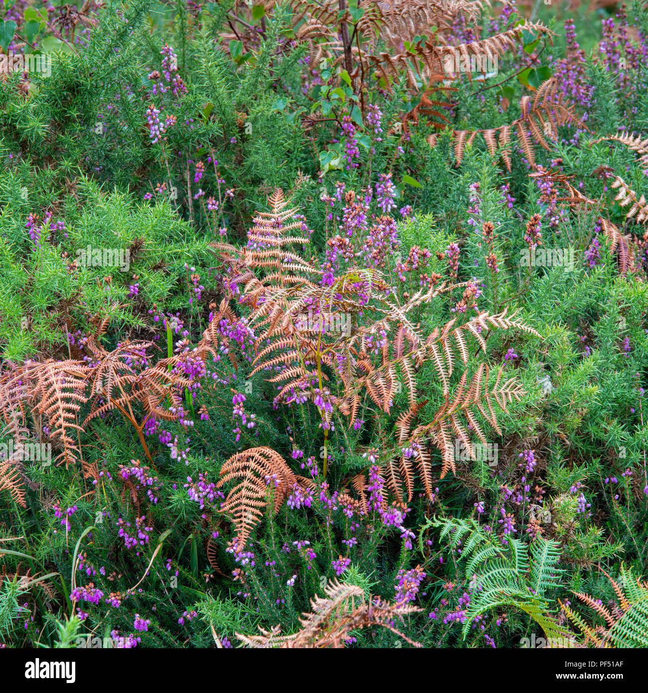 Ashdown formation hi-res stock photography and images - Alamy