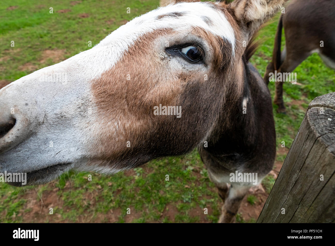 A farmyard donkey looking over a paddock fence, Monmouthshire UK. Stock Photo