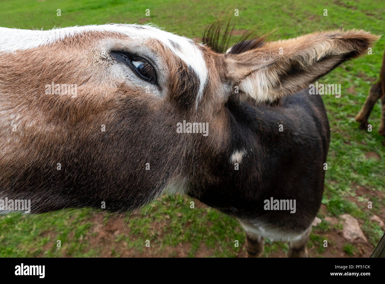 A farmyard donkey looking over a paddock fence, Monmouthshire UK. Stock Photo