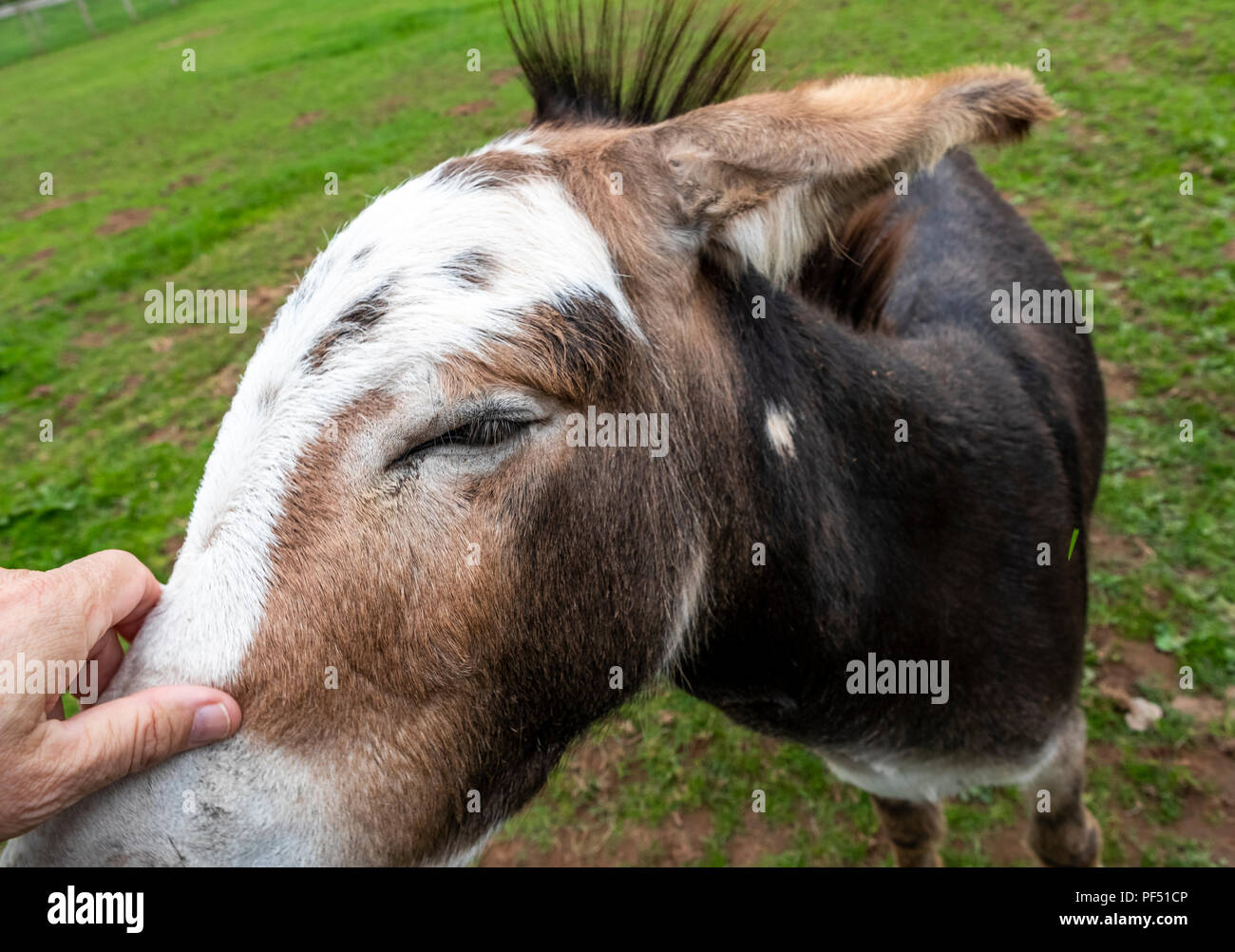 A farmyard donkey enjoys a scratch by a man. Stock Photo