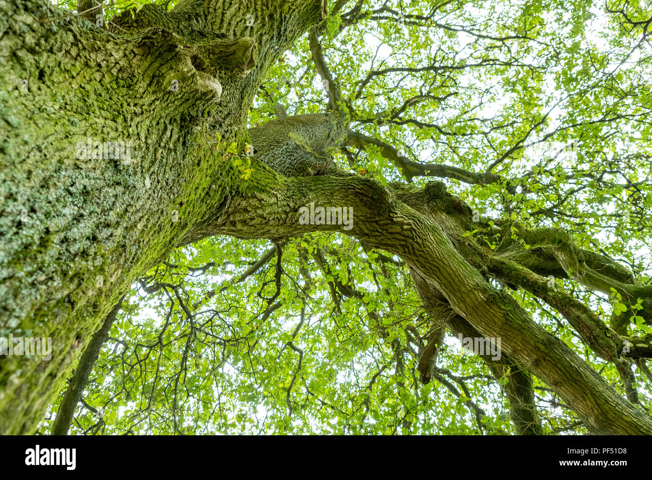 Looking up an Oak tree into its canopy in summer, Monmouthshire. Stock Photo