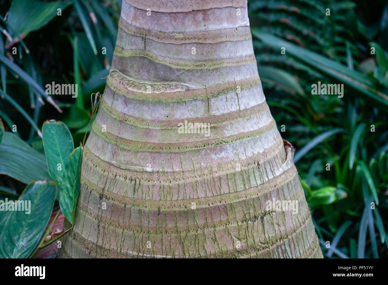 tropical palm tree from the arecaceae family native in mauritius Stock Photo