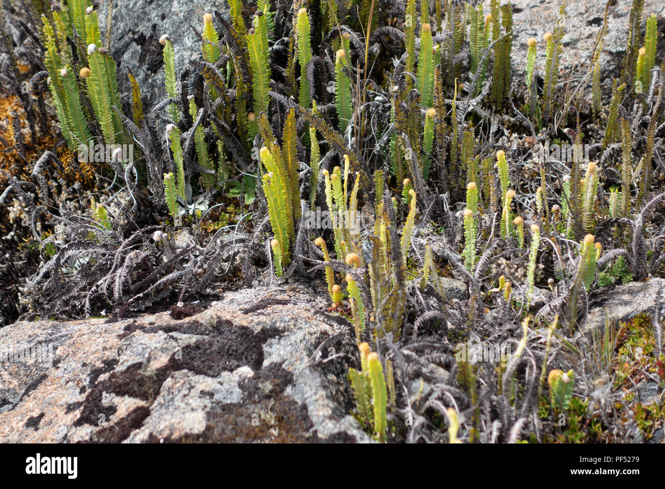 varied plant vegetation, or Paramo, growing in El Cajas National Park, Ecuador, South America Stock Photo