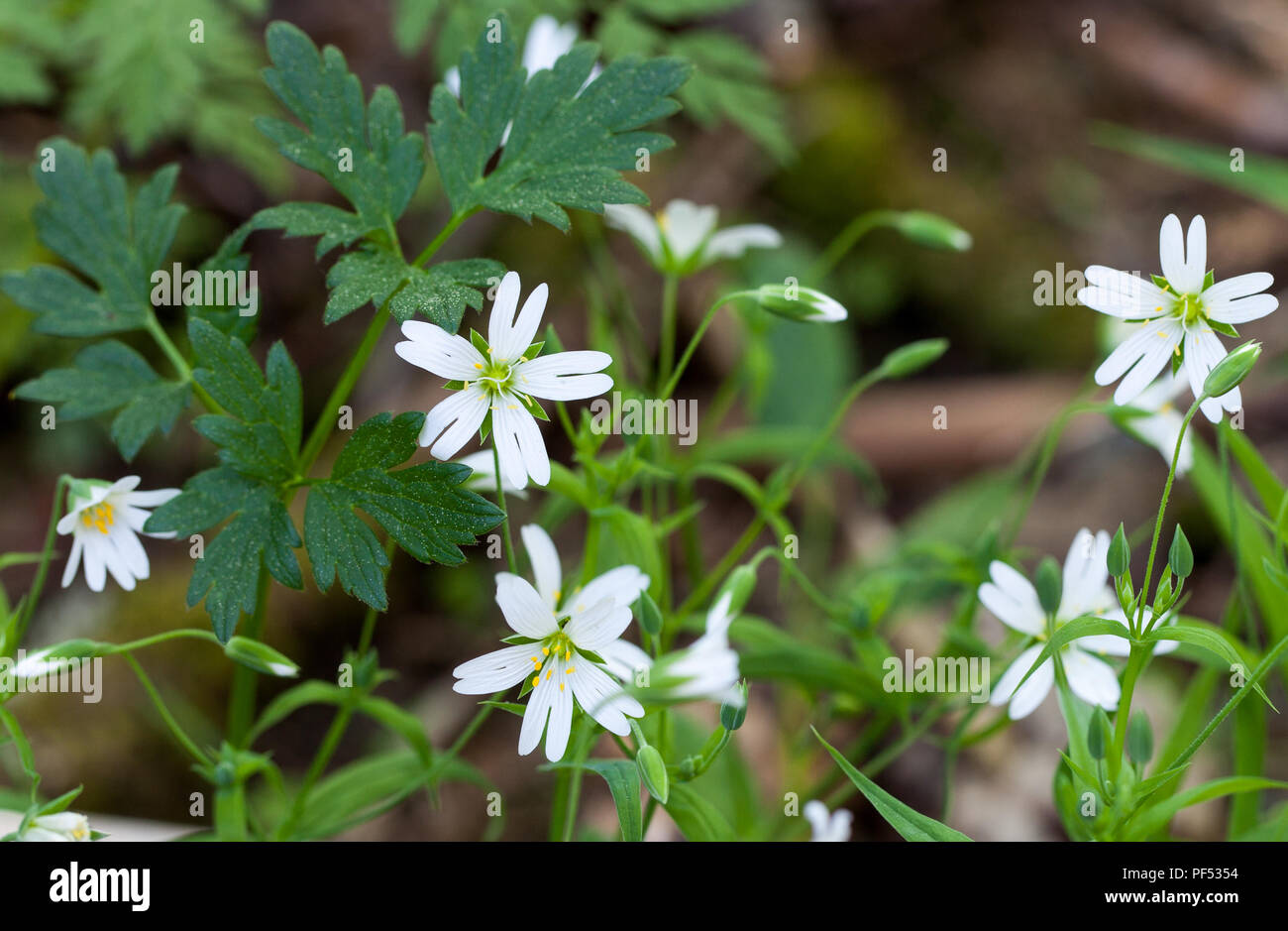 Greater stitchwort (Stellaria holostea) Stock Photo
