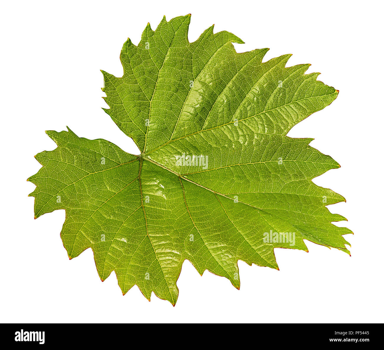 grape leaf isolated on white background Clipping Path Stock Photo - Alamy