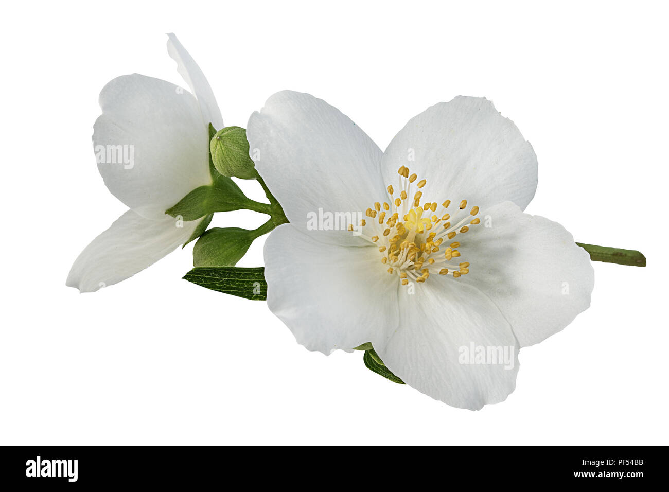 jasmine flower on a white background Stock Photo - Alamy