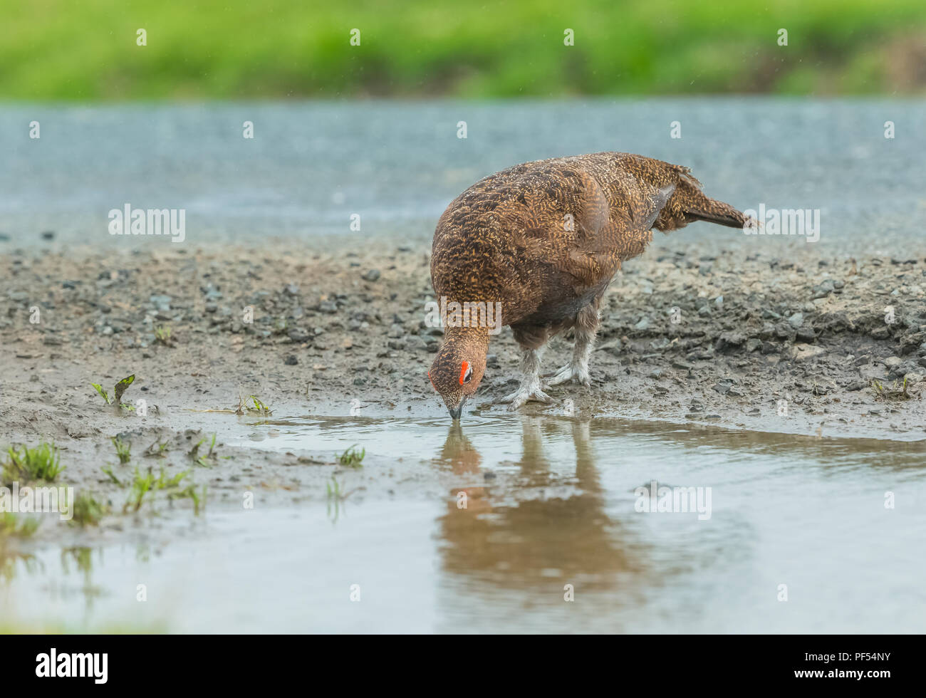 Red Grouse, male, cockbird drinking water from puddle on UK Grouse Moor during the 2018 heatwave.  Scientific name: lagopus lagopus scotica.Horizontal Stock Photo