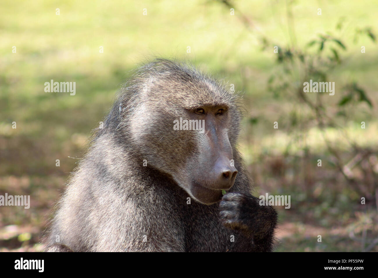 closeup portrait of a chacma baboon male eating a leaf Stock Photo