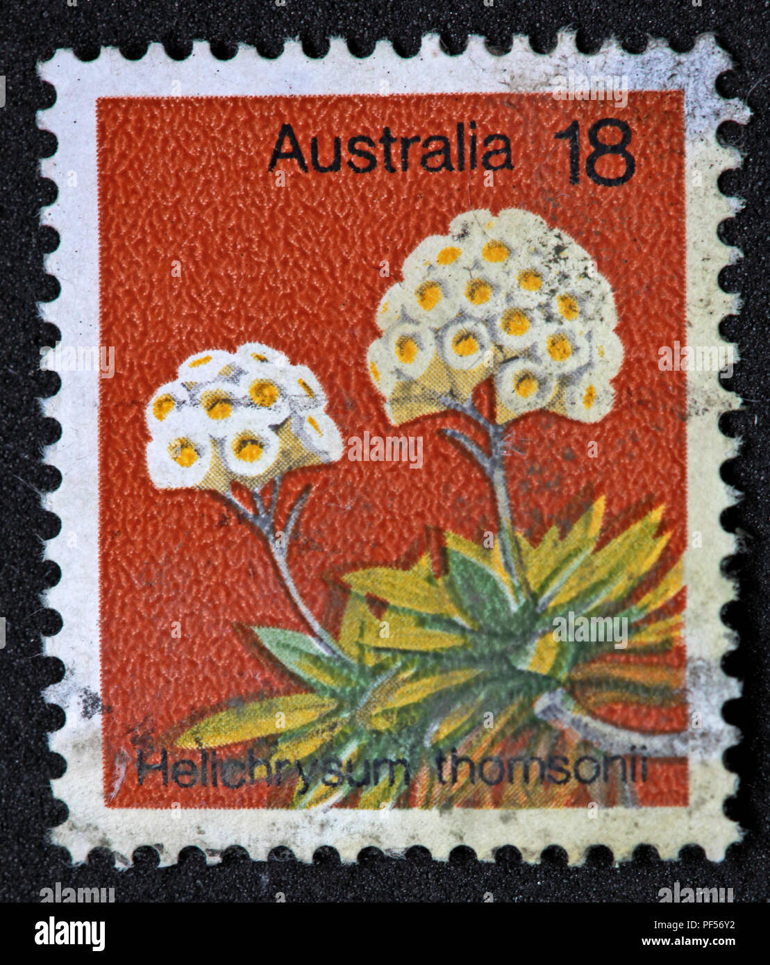 Used stamp - Australia 18c Helichrysum Thomsonii Stock Photo