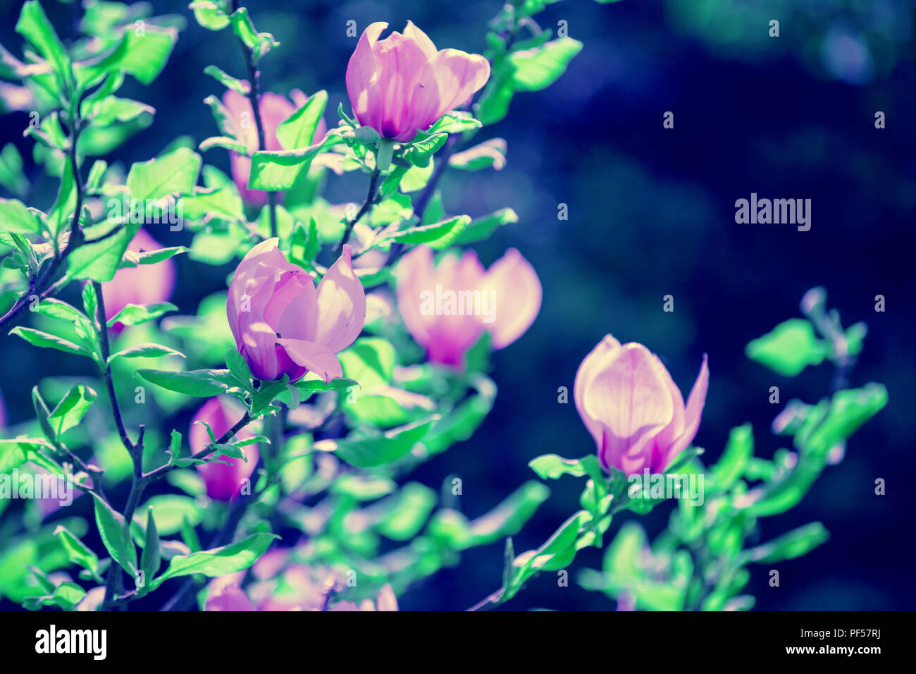 Blossoming magnolia flowers. Springtime. Natural flowers background ...