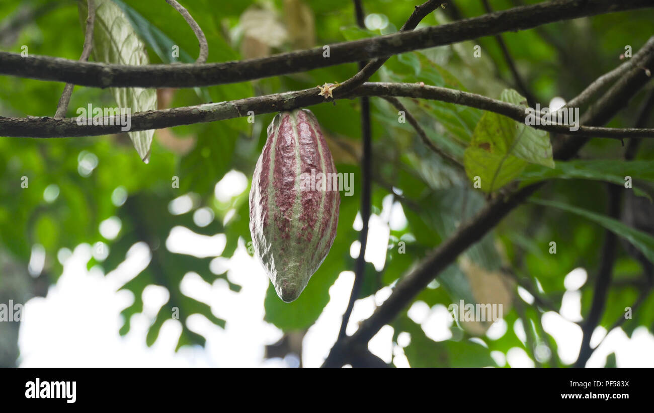 Cocoa pod fruit hang on tree branch. Cacao farm plantation close up on