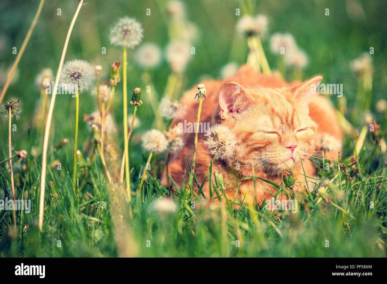 Red tabby cat enjoying the sun on the blowball meadow Stock Photo - Alamy