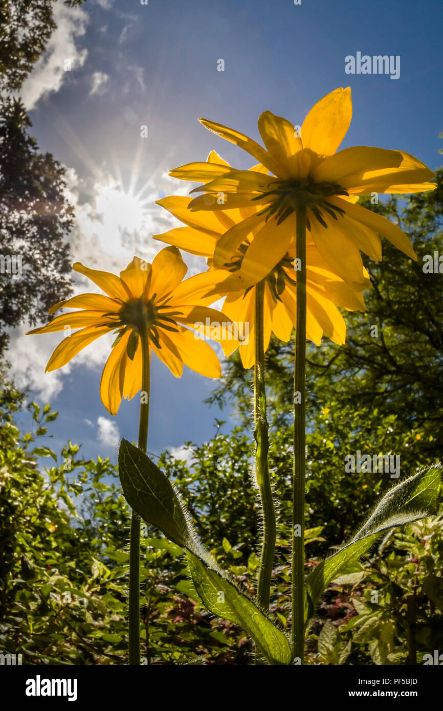 Yellow flowers from underneath against a blue sky Stock Photo Alamy