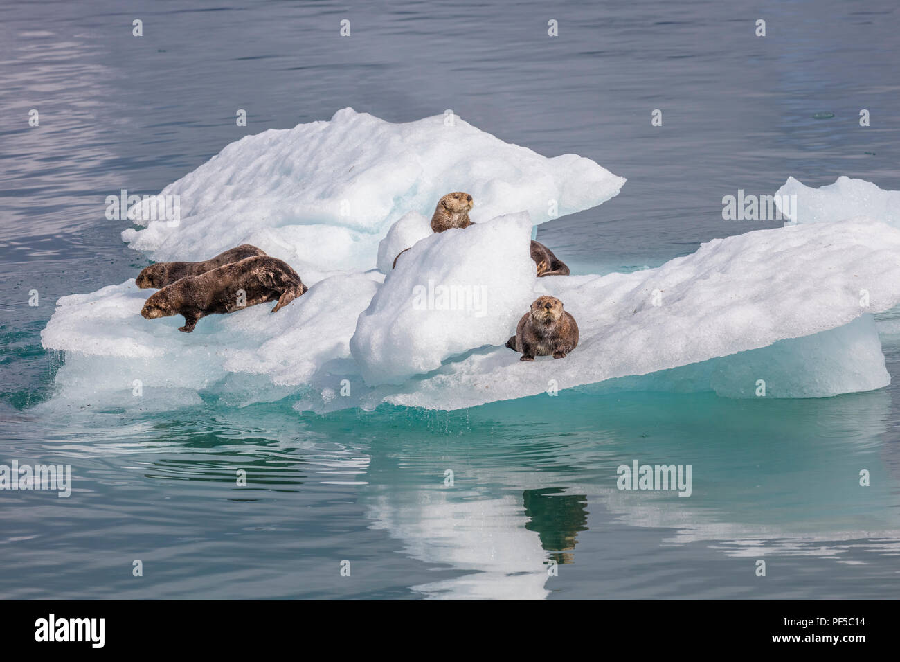 Sea Otters on icebergs from Columbia Glacier in Prince William Sound near Valdez Alaska Stock Photo