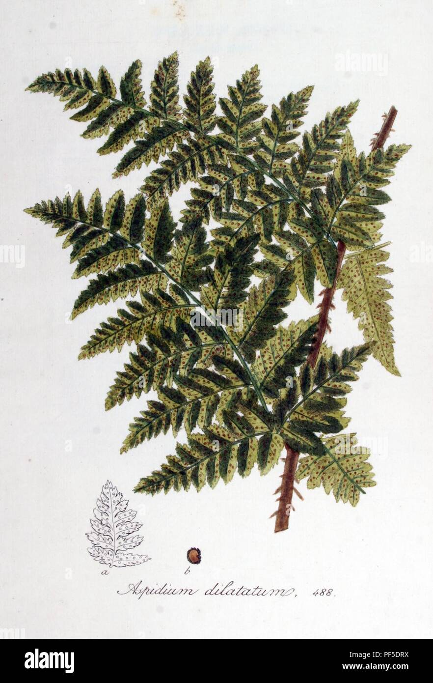 Aspidium dilatatum — Flora Batava — Volume v7. Stock Photo