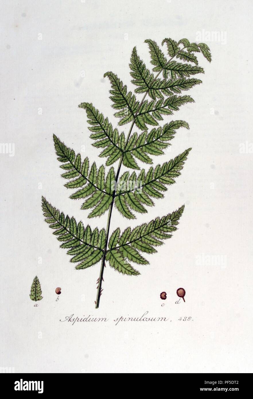 Aspidium spinulosum — Flora Batava — Volume v7. Stock Photo