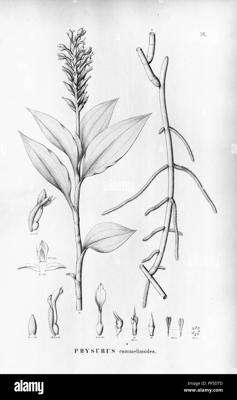 Aspidogyne commelinoides (as Physurus commelinoides) - Flora Brasiliensis 3-4-54. Stock Photo
