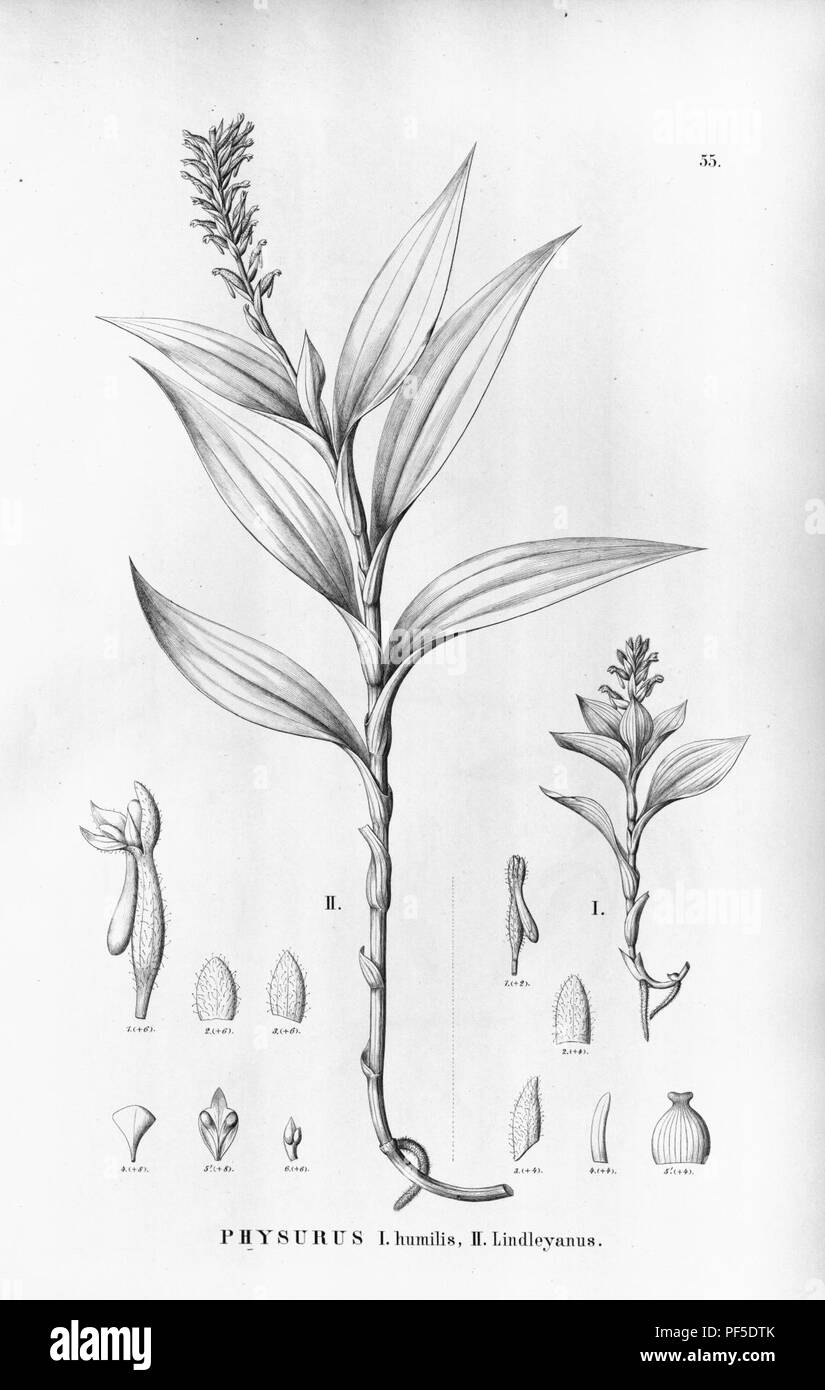 Aspidogyne hylibates (as Physurus humilis) - Aspidogyne lindleyana (as Physurus lindleyanus) - Flora Brasiliensis 3-4-55. Stock Photo