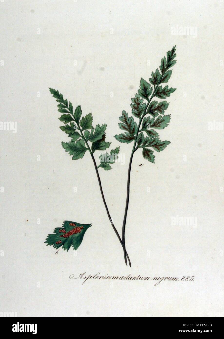 Asplenium adiantum-nigrum — Flora Batava — Volume v12. Stock Photo