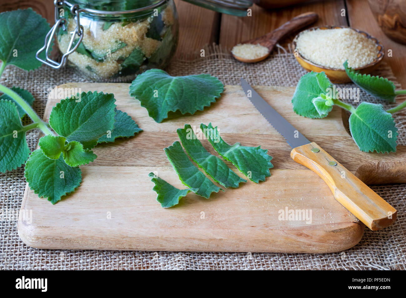 Preparation of a herbal syrup against common cold from silver spurflower and cane sugar Stock Photo